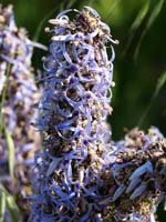 Petromaroula Pinata  Worldwide exclusivity of Crete 